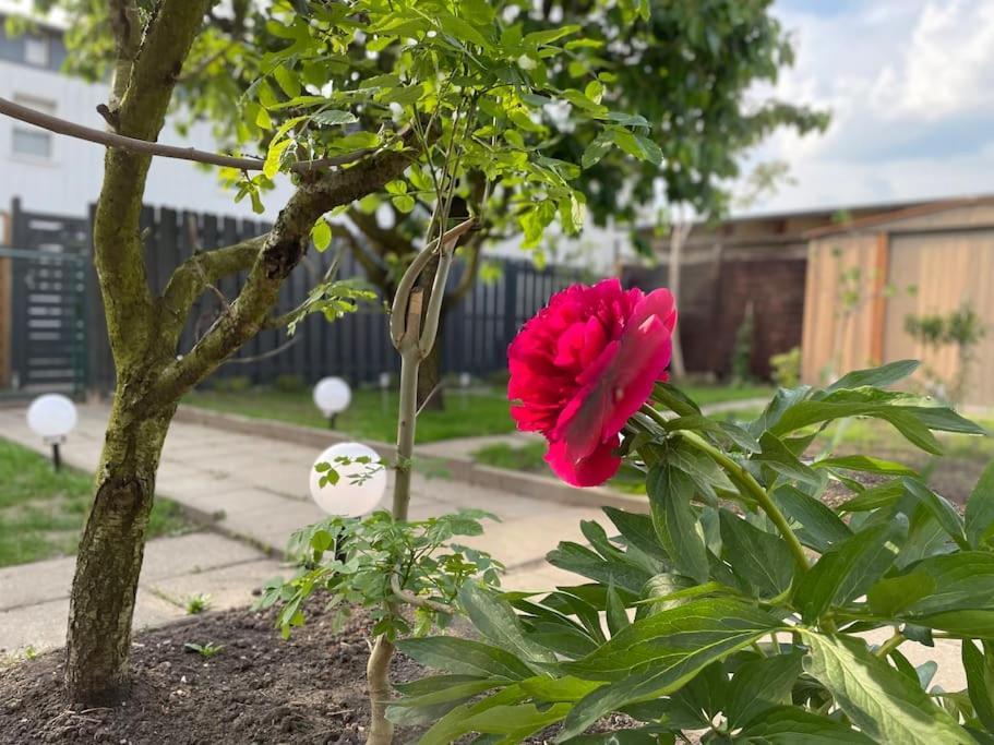 Schoenes Reihenhaus Mit Garten Магдебург Екстериор снимка